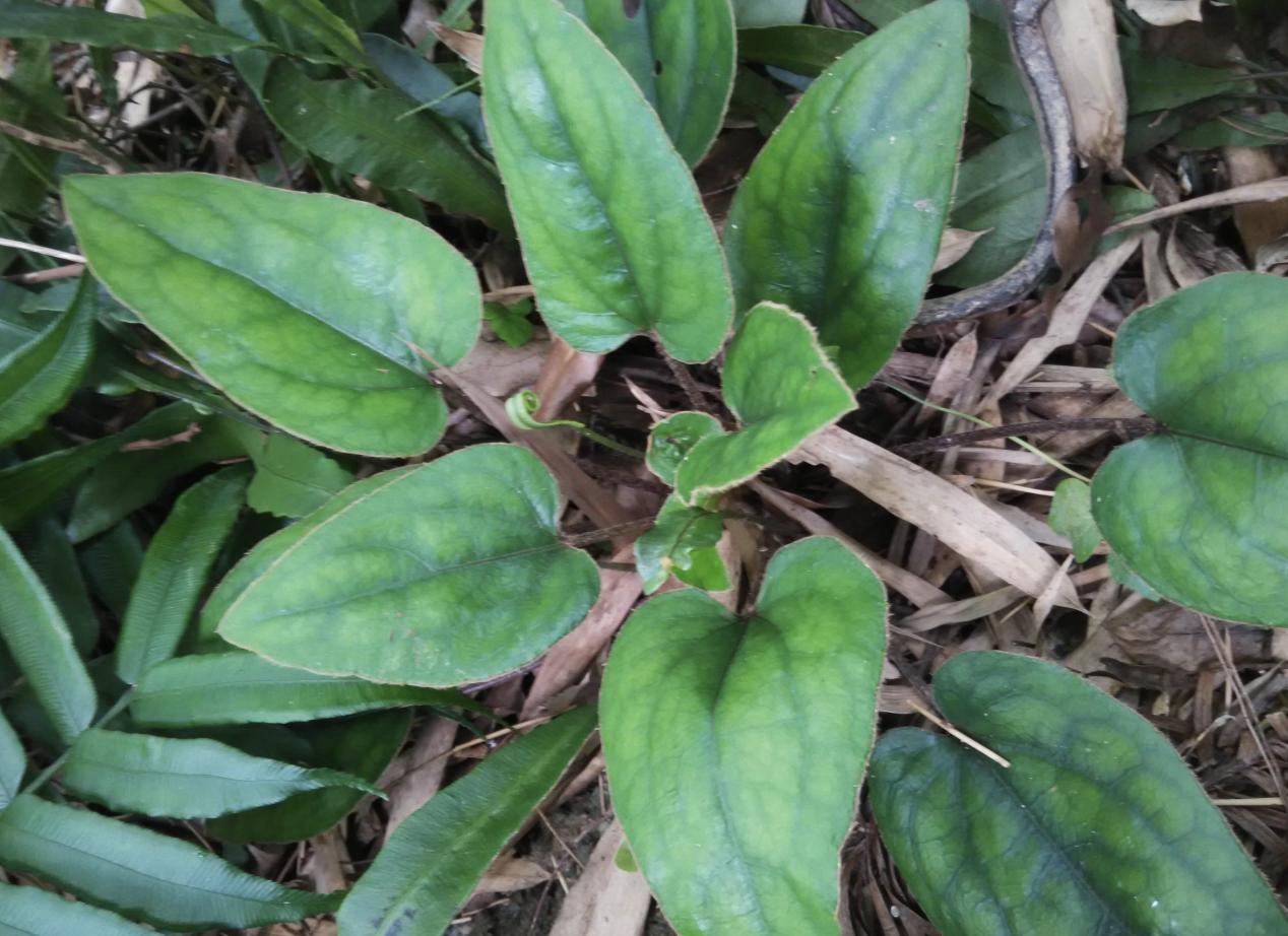 今日黃連最新價格及小巷隱秘寶藏，探尋特色小店的奇妙之旅