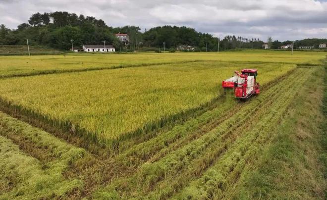 最新直播稻技術(shù)揭秘，小巷深處的稻田直播秘境探索