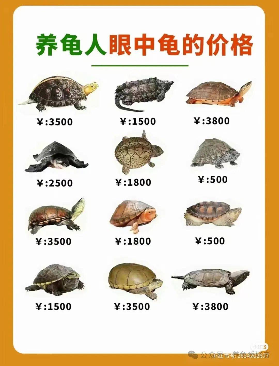 草龜最新價(jià)格及市場(chǎng)走勢(shì)多元觀點(diǎn)分析