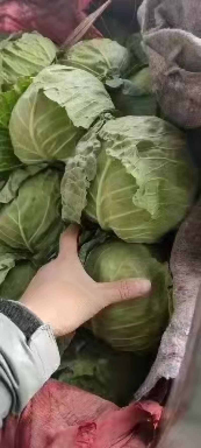 永年甘藍(lán)最新價(jià)格及市場(chǎng)走勢(shì)、種植要點(diǎn)與購(gòu)買(mǎi)指南全解析