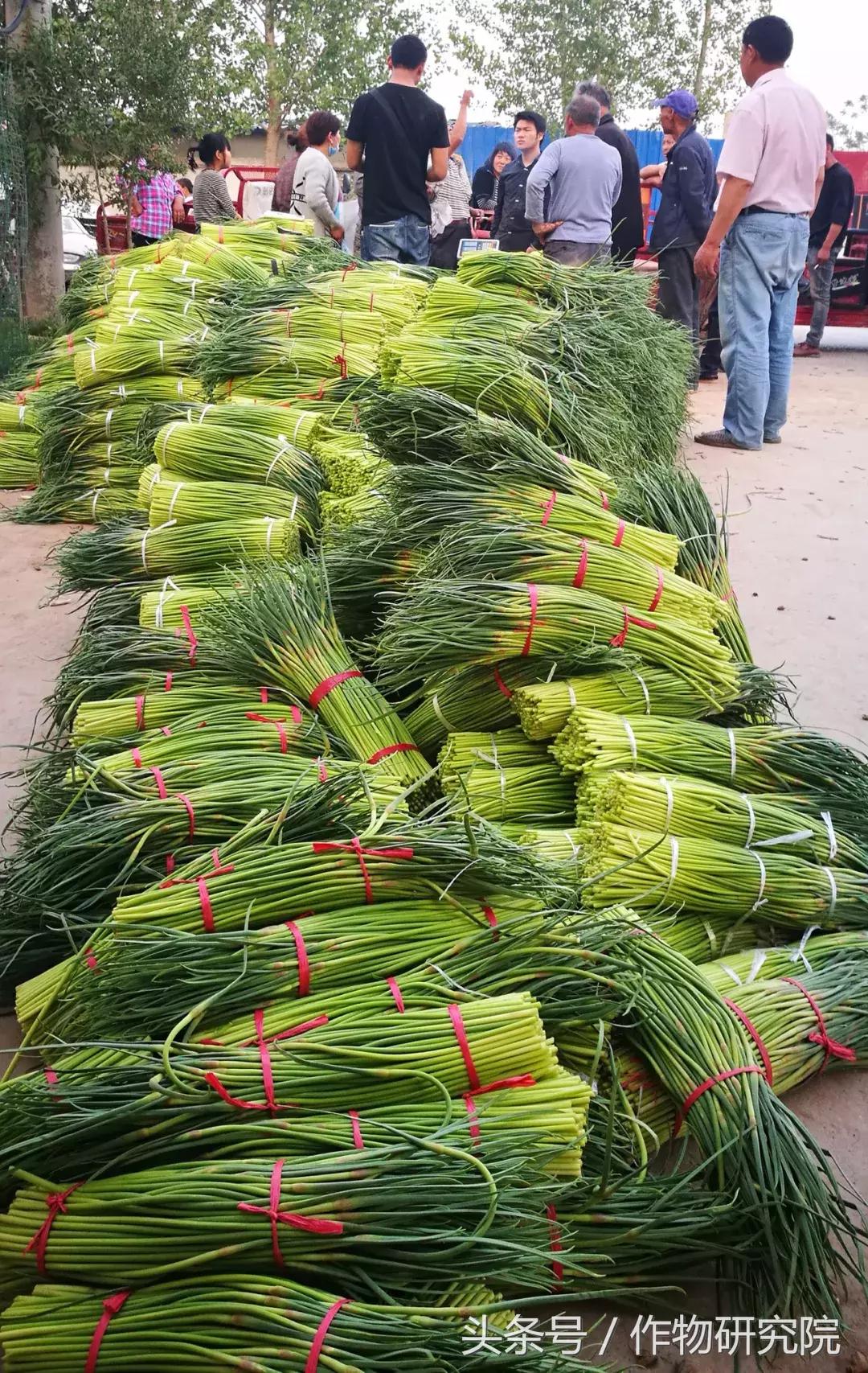 大蒜的奇妙旅程與溫馨故事，最新大蒜資訊報道