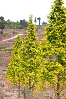 最新彩葉樹(shù)種種植與養(yǎng)護(hù)指南，從選種到養(yǎng)護(hù)一步到位！