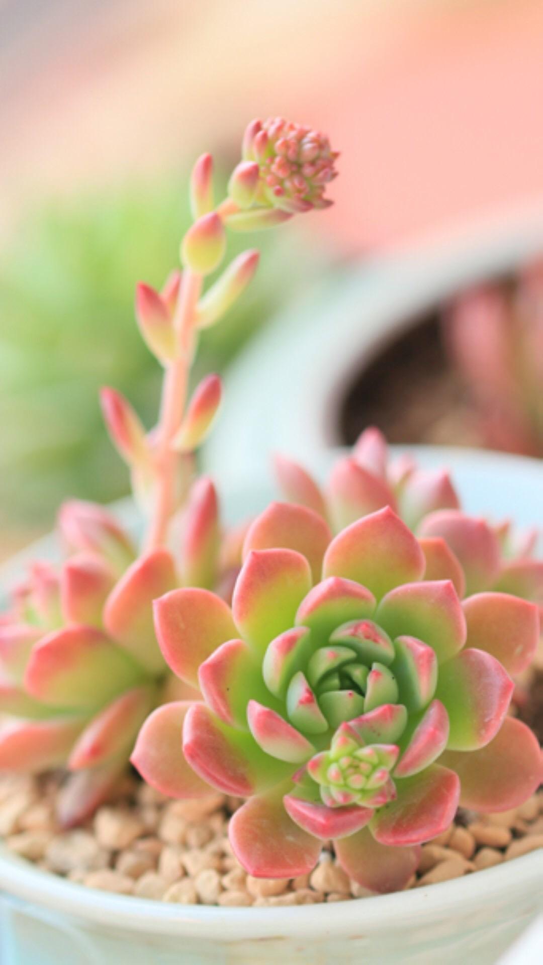 最新多肉植物，獨(dú)特的植物美學(xué)觀點(diǎn)探討