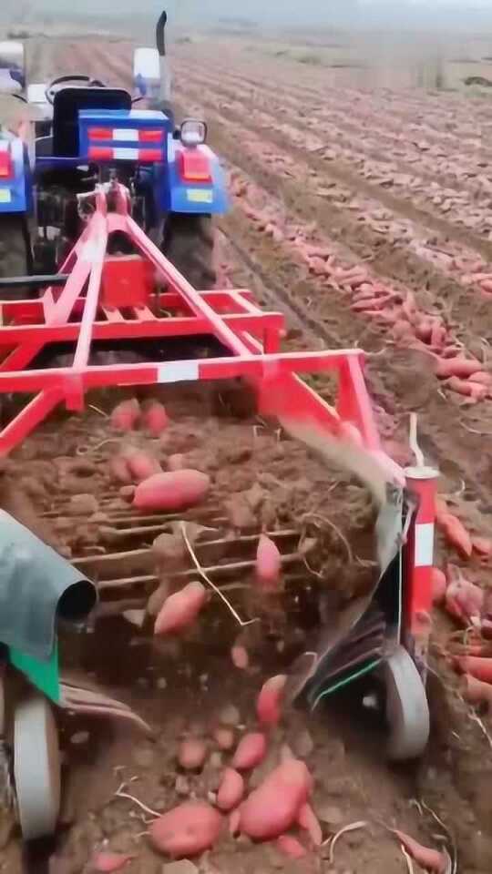 科技革新引領(lǐng)紅薯挖掘新紀(jì)元，最新挖紅薯機(jī)器亮相！