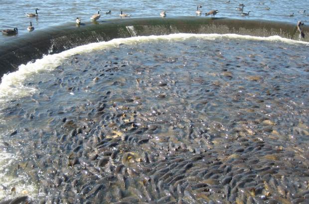 美國鯉魚成災(zāi)背后秘密揭秘，鯉魚泛濫與小巷獨(dú)特小店的故事