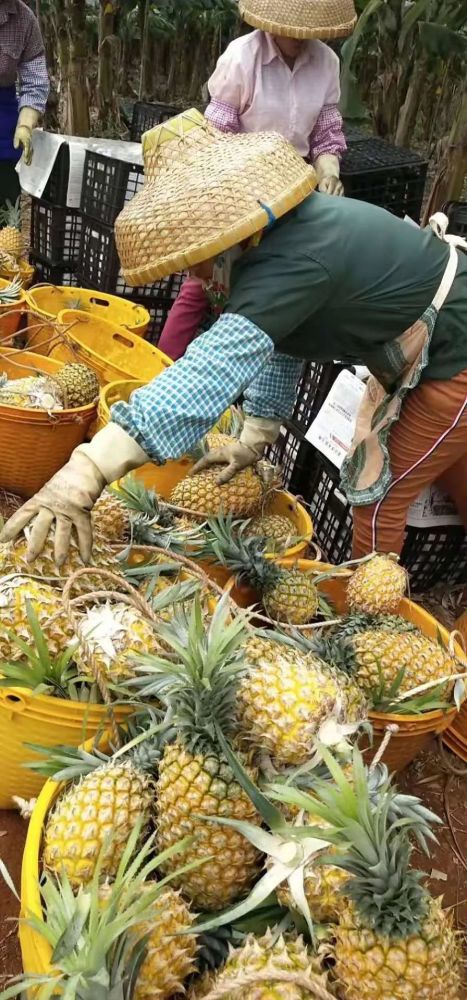 徐聞菠蘿最新價格及市場走勢分析，多方觀點解讀市場動態(tài)