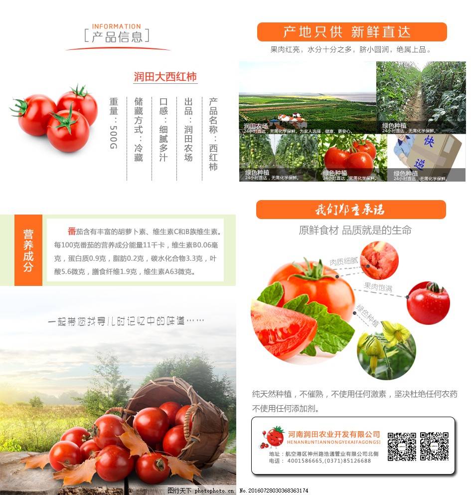 安徽西紅柿產(chǎn)地探秘，自然美景與鮮美西紅柿的邂逅之旅