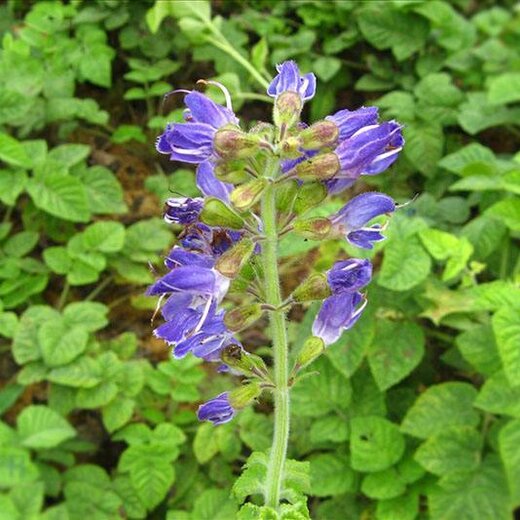 亳州丹參最新價(jià)格，市場(chǎng)走勢(shì)及選購指南全解析