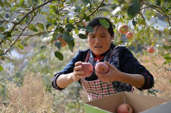 沂源蘋果最新價格，綠色之旅帶來內(nèi)心的平靜