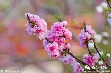 科技巔峰之作桃花開啟未來生活新紀元，最新章節(jié)預(yù)覽