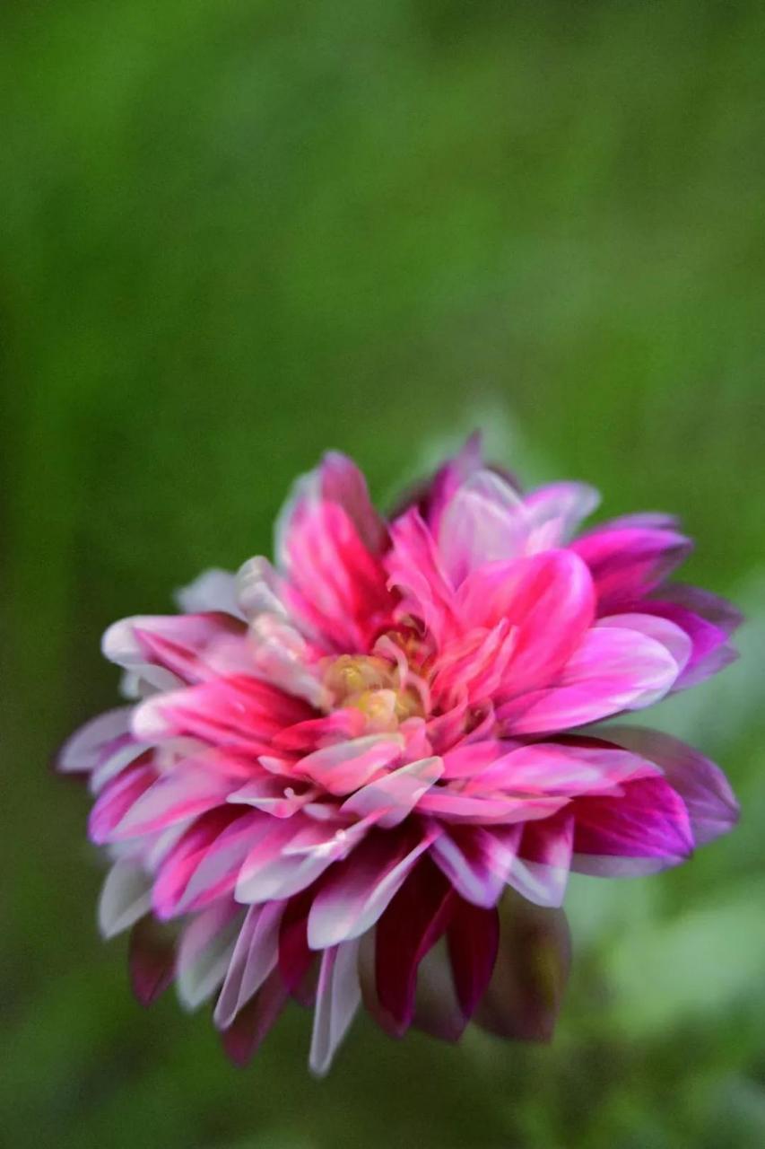 最新花舞，綻放的藝術(shù)之美欣賞