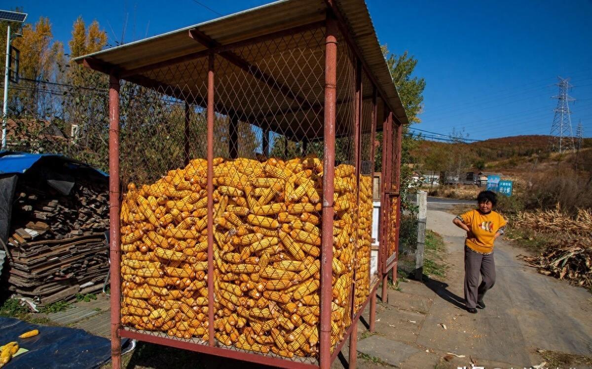 玉米最新動態(tài)，與自然美景的旅行之旅