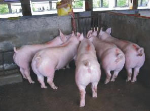 最新仔豬品種選擇與飼養(yǎng)指南，品種介紹與飼養(yǎng)步驟全解析