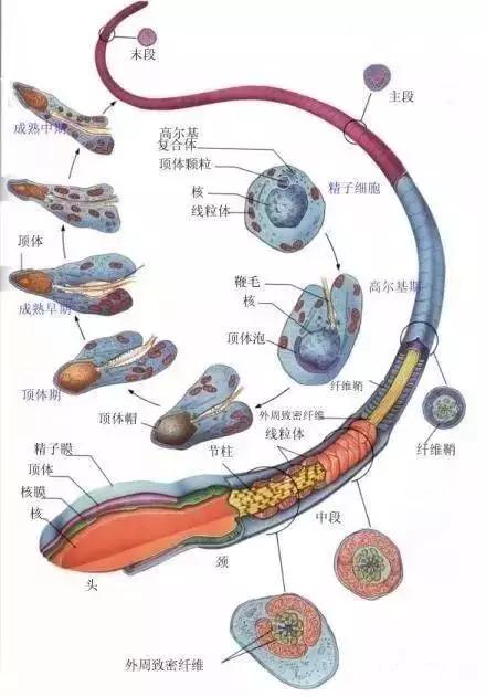 窩精子最新，小巷中的秘密風味探索