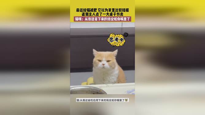 省貓任務(wù)輕松完成指南，最新技能學(xué)習(xí)與任務(wù)執(zhí)行詳細步驟