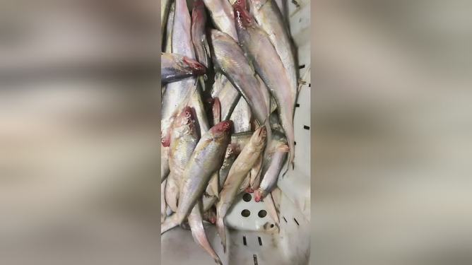 最新魚視頻，海洋生態(tài)與觀賞魚文化的精彩交融