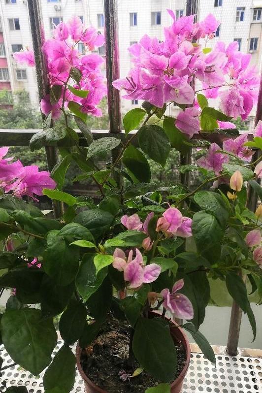 小巷深處的獨(dú)特花語(yǔ)，最新殘花之美