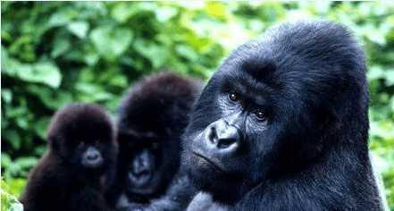 最新滅絕現象的觀點論述分析