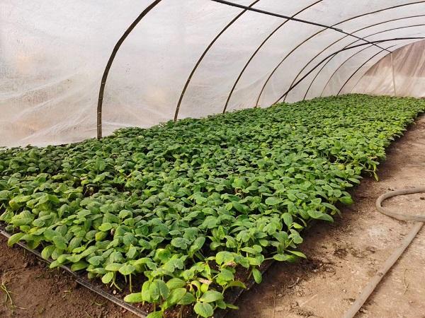 探索自然美景的輕松之旅，最新黃瓜社區(qū)