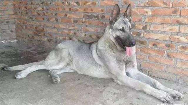 日本最新動(dòng)態(tài)，溫馨日常趣事與最新情報(bào)分享