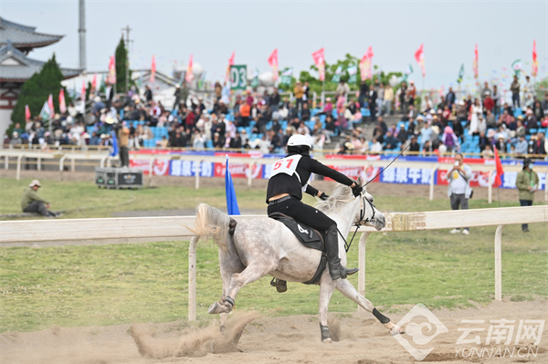 馬王最新動態(tài)，探索馬術(shù)世界的新篇章
