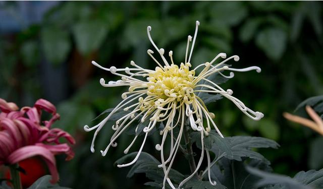 摧花最新配方揭秘，綻放美麗新篇章