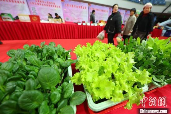 南京最新蔬菜，時代味道與文化脈絡(luò)的融合