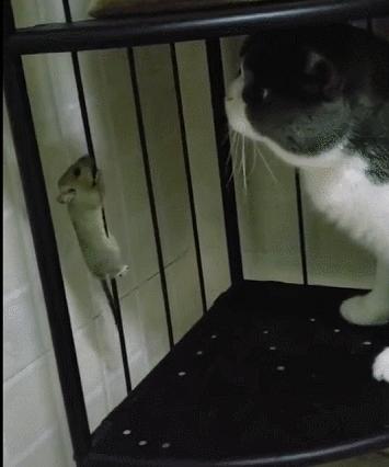 城市隱秘觀察者，灰色老鼠的最新動(dòng)態(tài)觀察