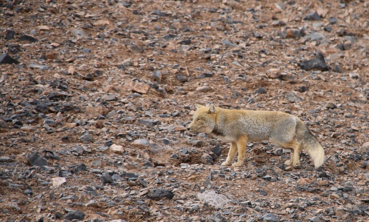 最新野狐，學習變化，自信助力夢想實現(xiàn)