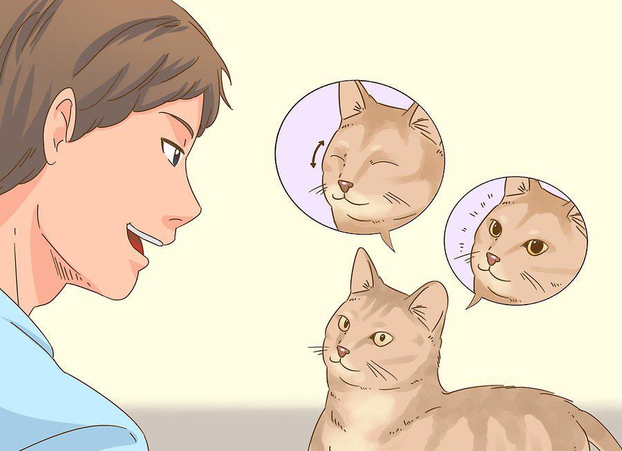 貓咪最新破譯，高科技重塑貓奴生活，智能養(yǎng)貓新時(shí)代的開(kāi)啟