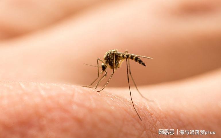 揭秘蚊子世界，最新報道與防治策略探索