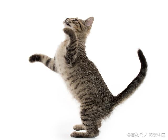 貓咪最新跳轉(zhuǎn)，尋找內(nèi)心平靜的奇妙冒險(xiǎn)之旅