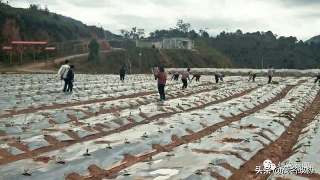 信宜最新肺炎，理解、應(yīng)對(duì)與關(guān)愛(ài)