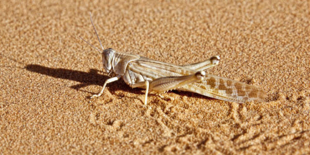 蝗災(zāi)最新動態(tài)，科技先鋒引領(lǐng)抗災(zāi)新時代