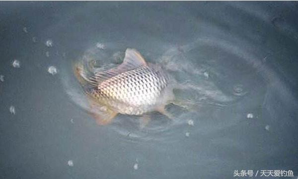 最新逗釣步驟指南，從入門到精通的釣魚技巧分享