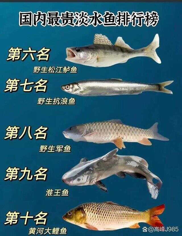 青魚國產(chǎn)最新論述，探索與解析