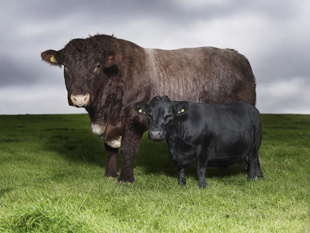 小巷隱藏寶藏，探訪特色小店，領(lǐng)略最牛最新魅力之旅