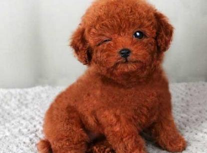 最新小鹿犬，趣事不斷，傳遞溫馨友誼與愛(ài)的小使者