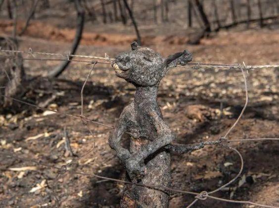 南澳山火最新情況更新，實(shí)時動態(tài)與進(jìn)展