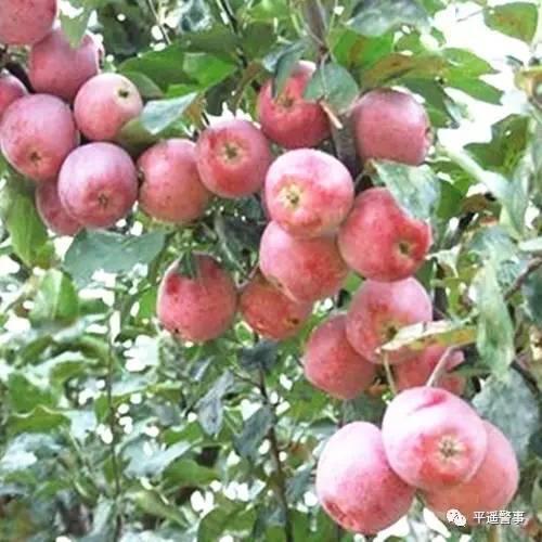 西太后愛心包最新系列，時(shí)尚與慈善的完美結(jié)合，展現(xiàn)獨(dú)特魅力風(fēng)采