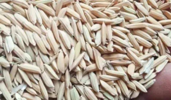 夏鳴星谷子最新科技，點亮生活，科技璀璨引領(lǐng)未來