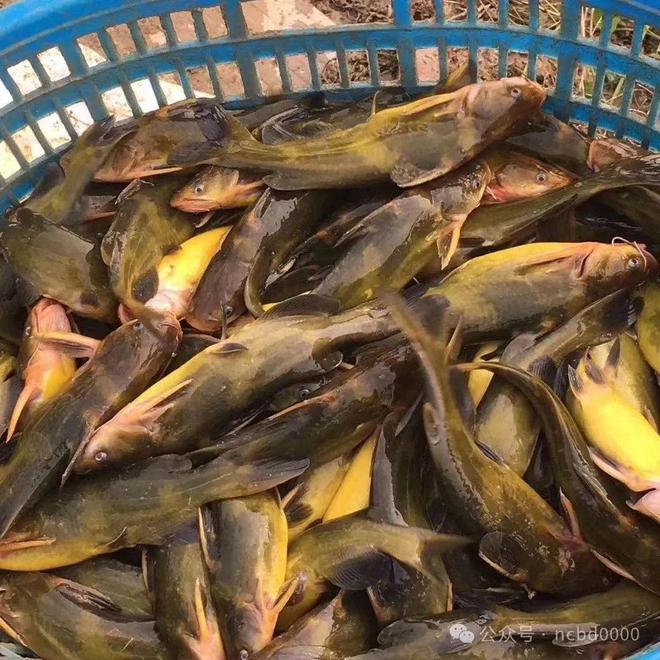 黃顙魚最新報(bào)價(jià)大全，專業(yè)指南與實(shí)時(shí)更新