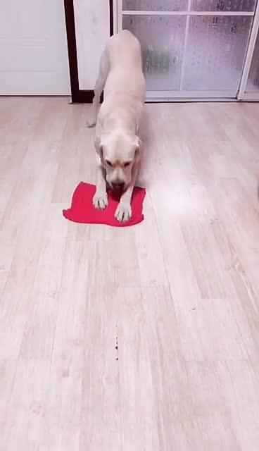 最新狗小視頻，溫馨日常故事